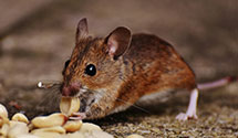 24 Hour & Emergency Exterminators in Blanchardville, WI